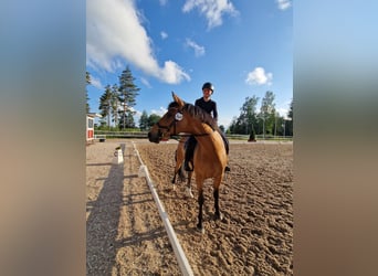 Sonstige Rassen, Wallach, 6 Jahre, 165 cm