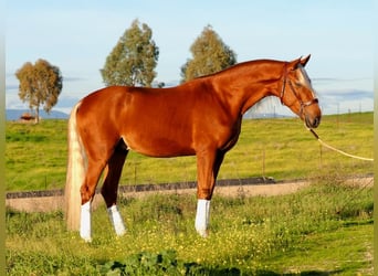 Sonstige Rassen Mix, Wallach, 6 Jahre, 167 cm, Palomino