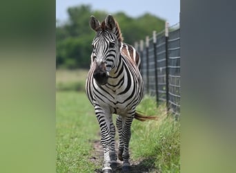 Sonstige Rassen, Wallach, 6 Jahre, Rappe