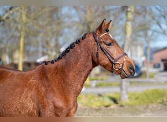 Sonstige Rassen, Wallach, 6 Jahre