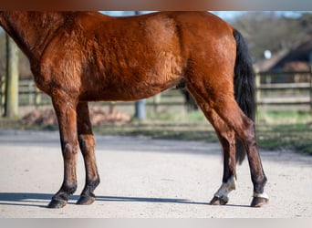 Sonstige Rassen, Wallach, 6 Jahre