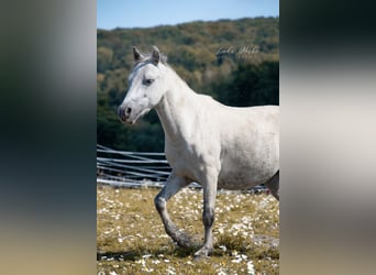 Sonstige Rassen Mix, Wallach, 7 Jahre, 116 cm, Schimmel