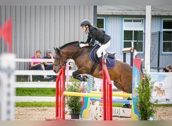 Sonstige Rassen, Wallach, 7 Jahre, 140 cm