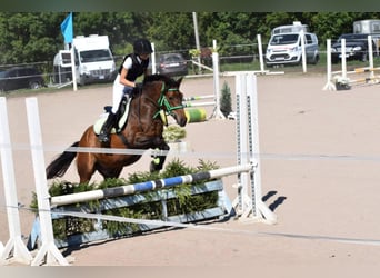 Sonstige Rassen, Wallach, 7 Jahre, 140 cm