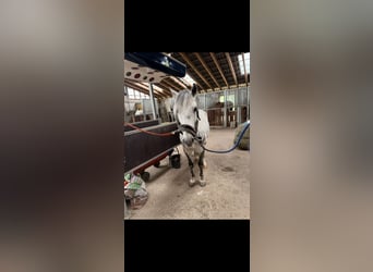 Sonstige Rassen, Wallach, 7 Jahre, 147 cm, Apfelschimmel