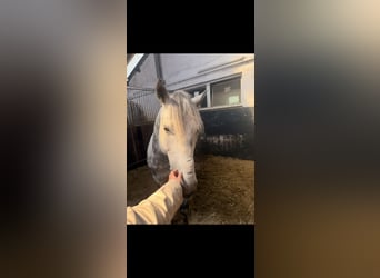 Sonstige Rassen, Wallach, 7 Jahre, 147 cm, Apfelschimmel