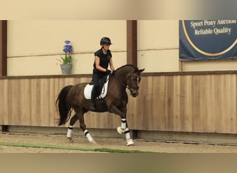 Sonstige Rassen, Wallach, 7 Jahre, 147 cm, Dunkelfuchs