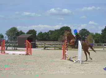 Sonstige Rassen, Wallach, 7 Jahre, 147 cm, Fuchs
