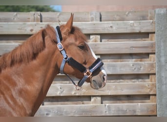 Sonstige Rassen, Wallach, 7 Jahre, 147 cm, Fuchs