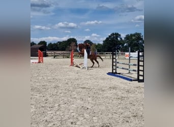 Sonstige Rassen, Wallach, 7 Jahre, 147 cm, Fuchs