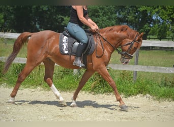 Sonstige Rassen, Wallach, 7 Jahre, 147 cm, Fuchs