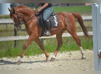 Sonstige Rassen, Wallach, 7 Jahre, 147 cm, Fuchs