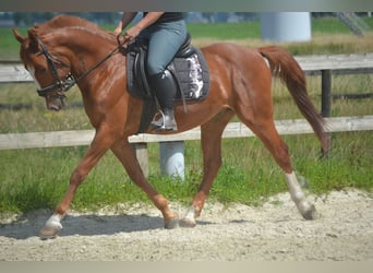 Sonstige Rassen, Wallach, 7 Jahre, 147 cm, Fuchs