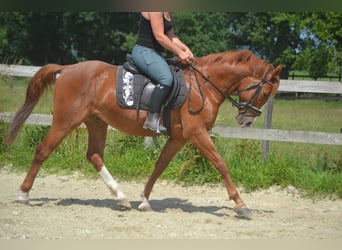 Sonstige Rassen, Wallach, 7 Jahre, 147 cm, Fuchs