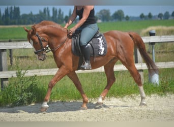 Sonstige Rassen, Wallach, 7 Jahre, 147 cm, Fuchs