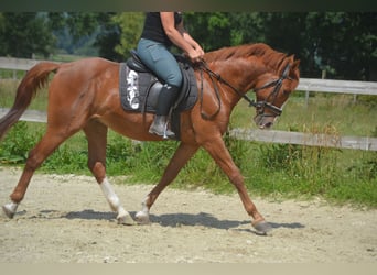 Sonstige Rassen, Wallach, 7 Jahre, 147 cm, Fuchs