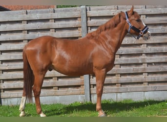 Sonstige Rassen, Wallach, 7 Jahre, 147 cm, Fuchs