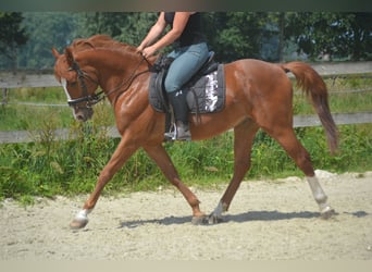 Sonstige Rassen, Wallach, 7 Jahre, 147 cm, Fuchs