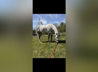 Sonstige Rassen, Wallach, 7 Jahre, 148 cm, Apfelschimmel