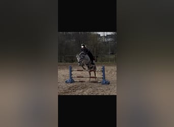 Sonstige Rassen, Wallach, 7 Jahre, 148 cm, Apfelschimmel