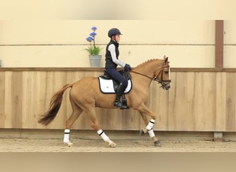 Sonstige Rassen, Wallach, 7 Jahre, 148 cm, Fuchs