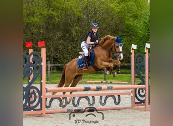 Sonstige Rassen, Wallach, 7 Jahre, 148 cm, Fuchs