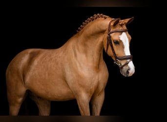 Sonstige Rassen, Wallach, 7 Jahre, 148 cm, Fuchs