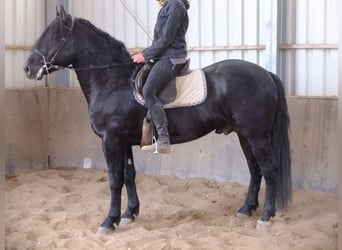 Sonstige Rassen Mix, Wallach, 7 Jahre, 152 cm, Braunfalbschimmel