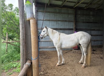 Sonstige Rassen, Wallach, 7 Jahre, 152 cm, White