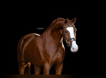 Sonstige Rassen, Wallach, 7 Jahre, 155 cm