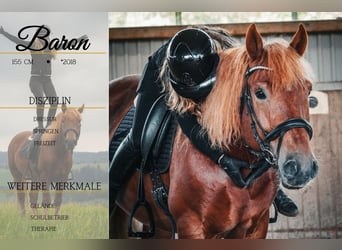 Sonstige Rassen Mix, Wallach, 7 Jahre, 155 cm, Fuchs