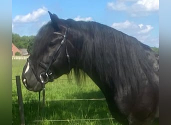 Sonstige Rassen, Wallach, 7 Jahre, 156 cm, Rappe