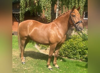 Sonstige Rassen, Wallach, 7 Jahre, 157 cm, Fuchs