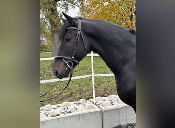 Sonstige Rassen Mix, Wallach, 7 Jahre, 158 cm, Rappe