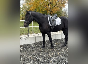 Sonstige Rassen Mix, Wallach, 7 Jahre, 158 cm, Rappe