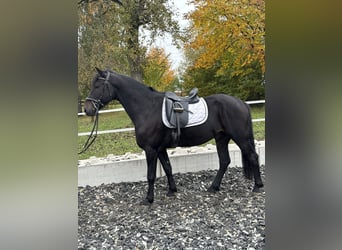 Sonstige Rassen Mix, Wallach, 7 Jahre, 158 cm, Rappe