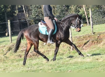 Sonstige Rassen, Wallach, 7 Jahre, 159 cm, Dunkelbrauner