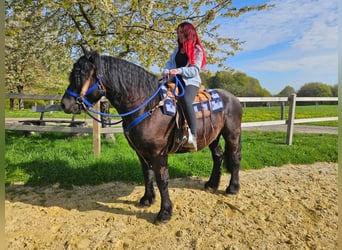 Sonstige Rassen, Wallach, 7 Jahre, 160 cm, Rappe