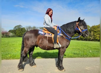 Sonstige Rassen, Wallach, 7 Jahre, 160 cm, Rappe