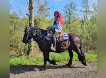 Sonstige Rassen, Wallach, 7 Jahre, 160 cm, Rappe