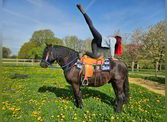 Sonstige Rassen, Wallach, 7 Jahre, 160 cm, Rappe