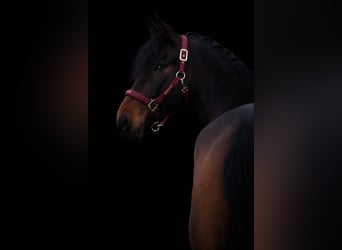 Sonstige Rassen, Wallach, 7 Jahre, 162 cm, Schwarzbrauner