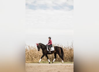 Sonstige Rassen, Wallach, 7 Jahre, 163 cm, Dunkelbrauner