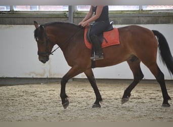 Sonstige Rassen, Wallach, 7 Jahre, 164 cm, Brauner