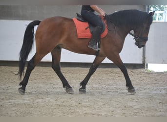 Sonstige Rassen, Wallach, 7 Jahre, 164 cm, Brauner