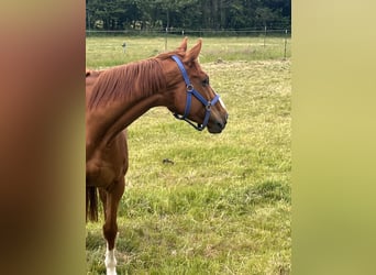 Sonstige Rassen, Wallach, 7 Jahre, 166 cm, Fuchs