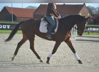 Sonstige Rassen, Wallach, 7 Jahre, 170 cm, Dunkelbrauner