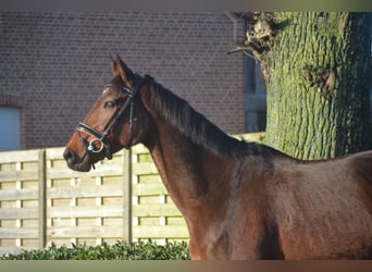 Sonstige Rassen, Wallach, 7 Jahre, 170 cm, Dunkelbrauner