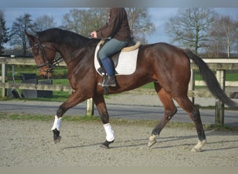 Sonstige Rassen, Wallach, 7 Jahre, 170 cm, Dunkelbrauner