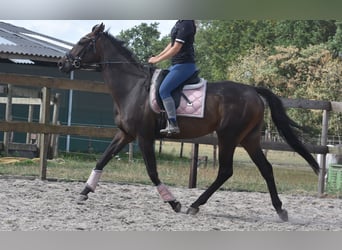 Sonstige Rassen, Wallach, 7 Jahre, 170 cm, Dunkelbrauner